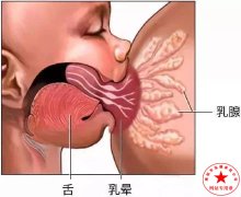 南陽月嫂泓德家政公司_母乳喂養(yǎng)應(yīng)注意哪些？